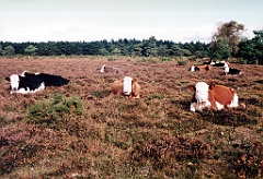 1996 - Angleterre 05 (New Forest)